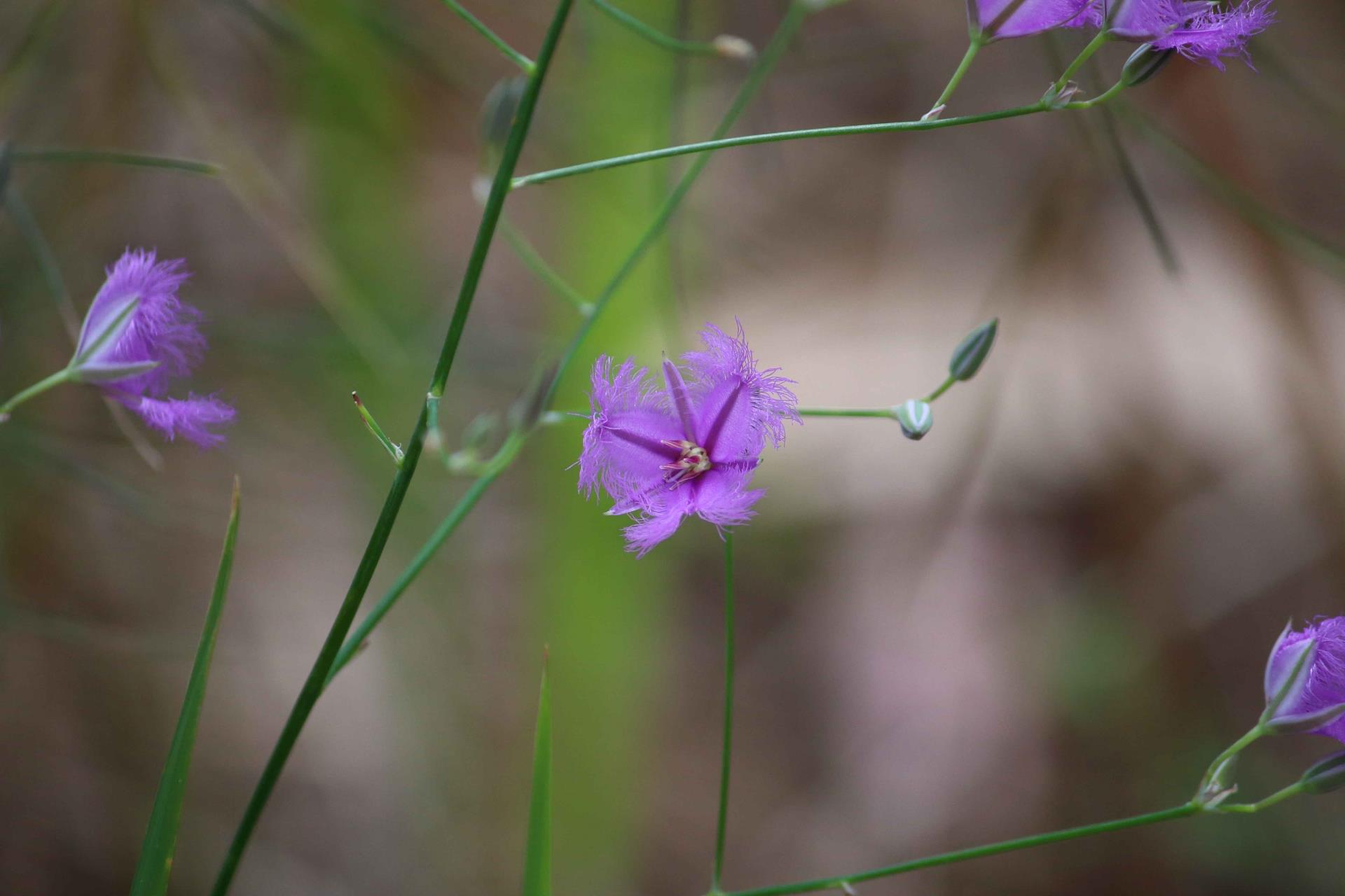 Natural Areas Image