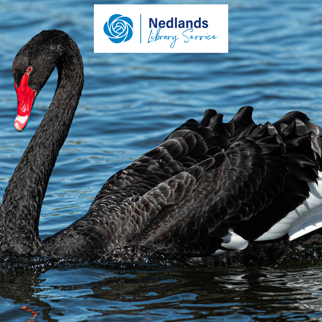 July school holidays: Black swan collage
