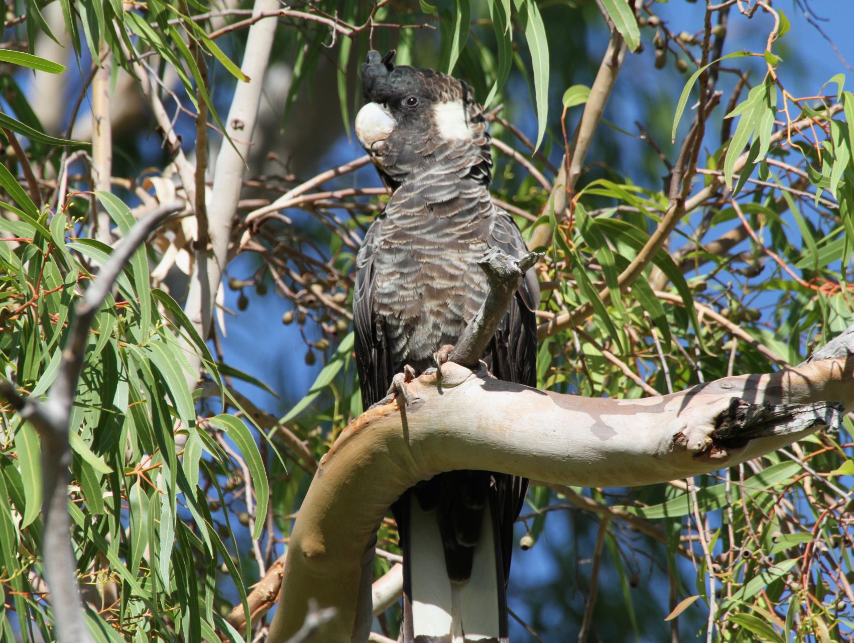 Protecting Carnaby’s Cockatoo: How You Can Help
