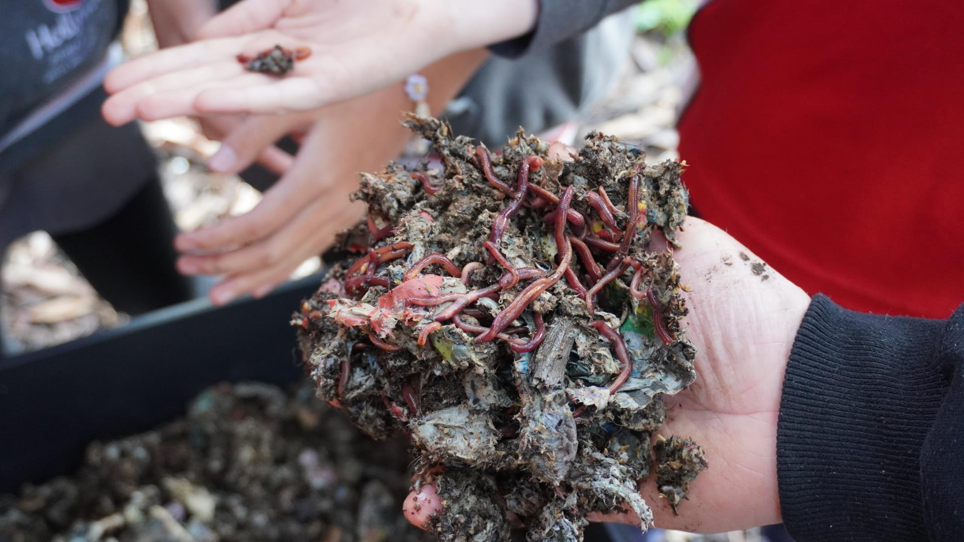 Worms bring sustainable practices into Hollywood Primary School!