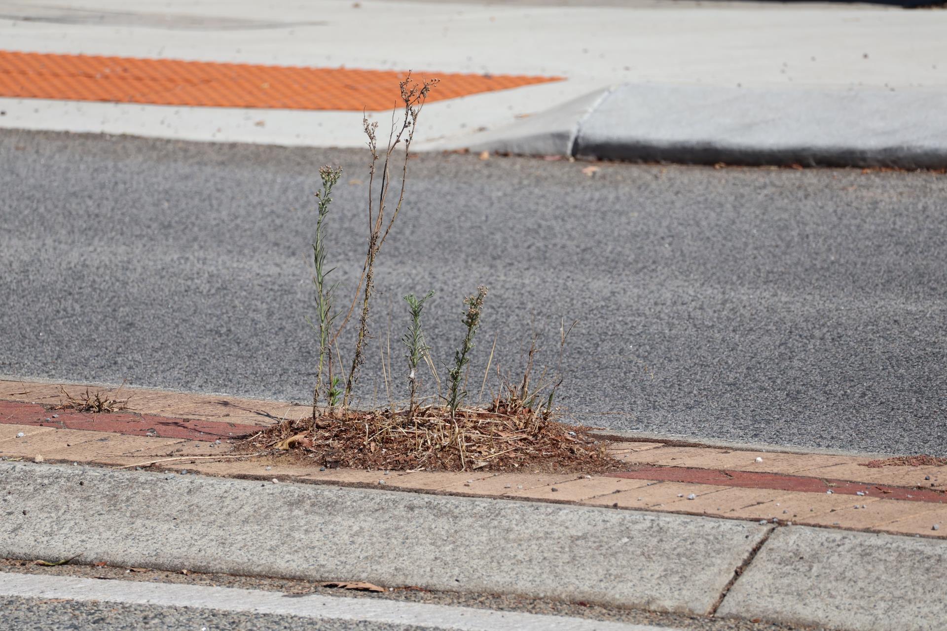 Herbicide Application Notification - May 2026