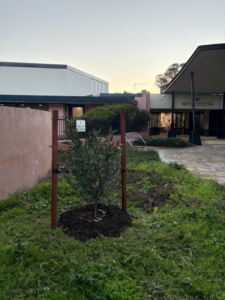 Fresh trees for Mt Claremont Community Centre!
