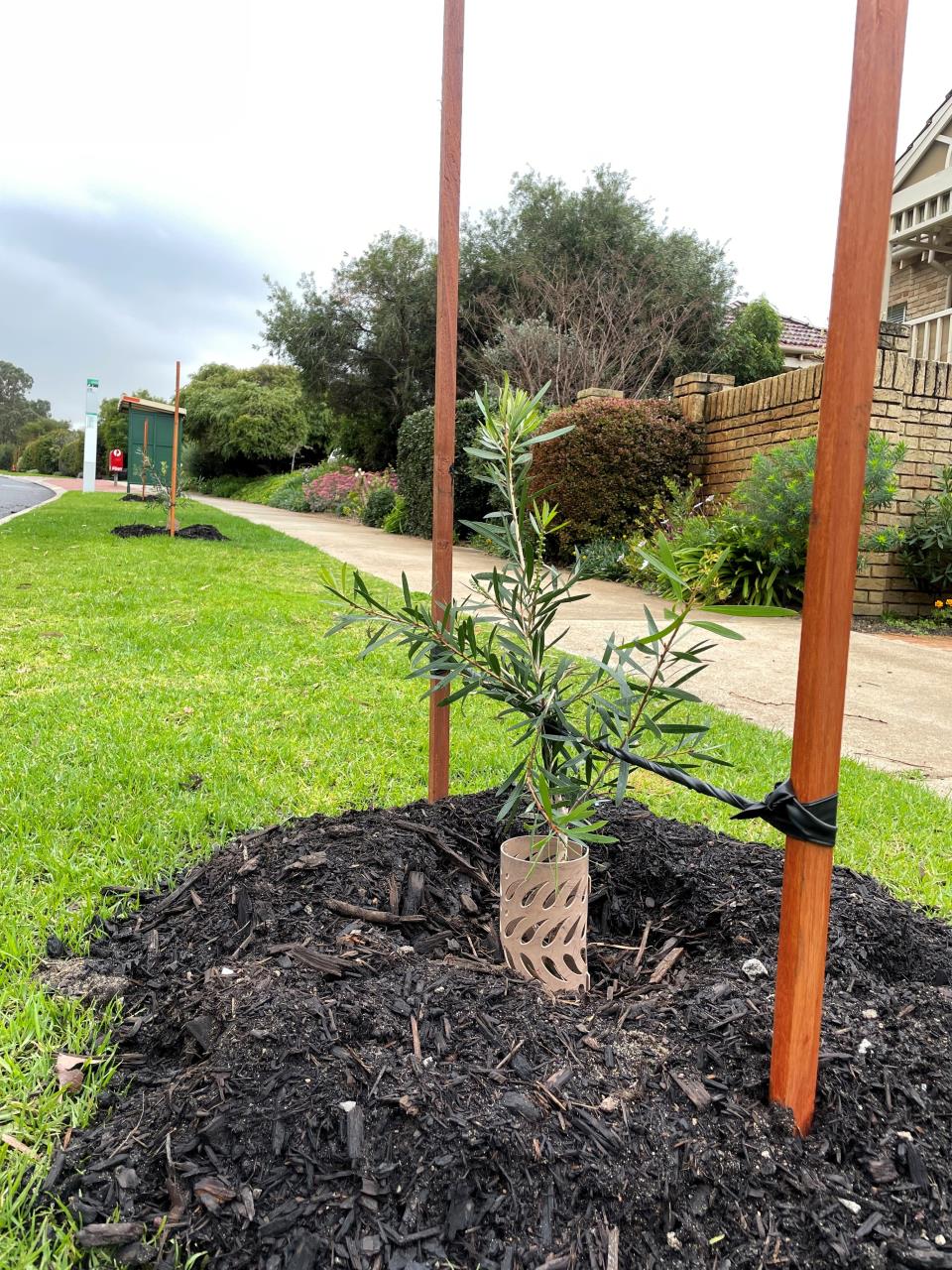 How to care for your new verge tree