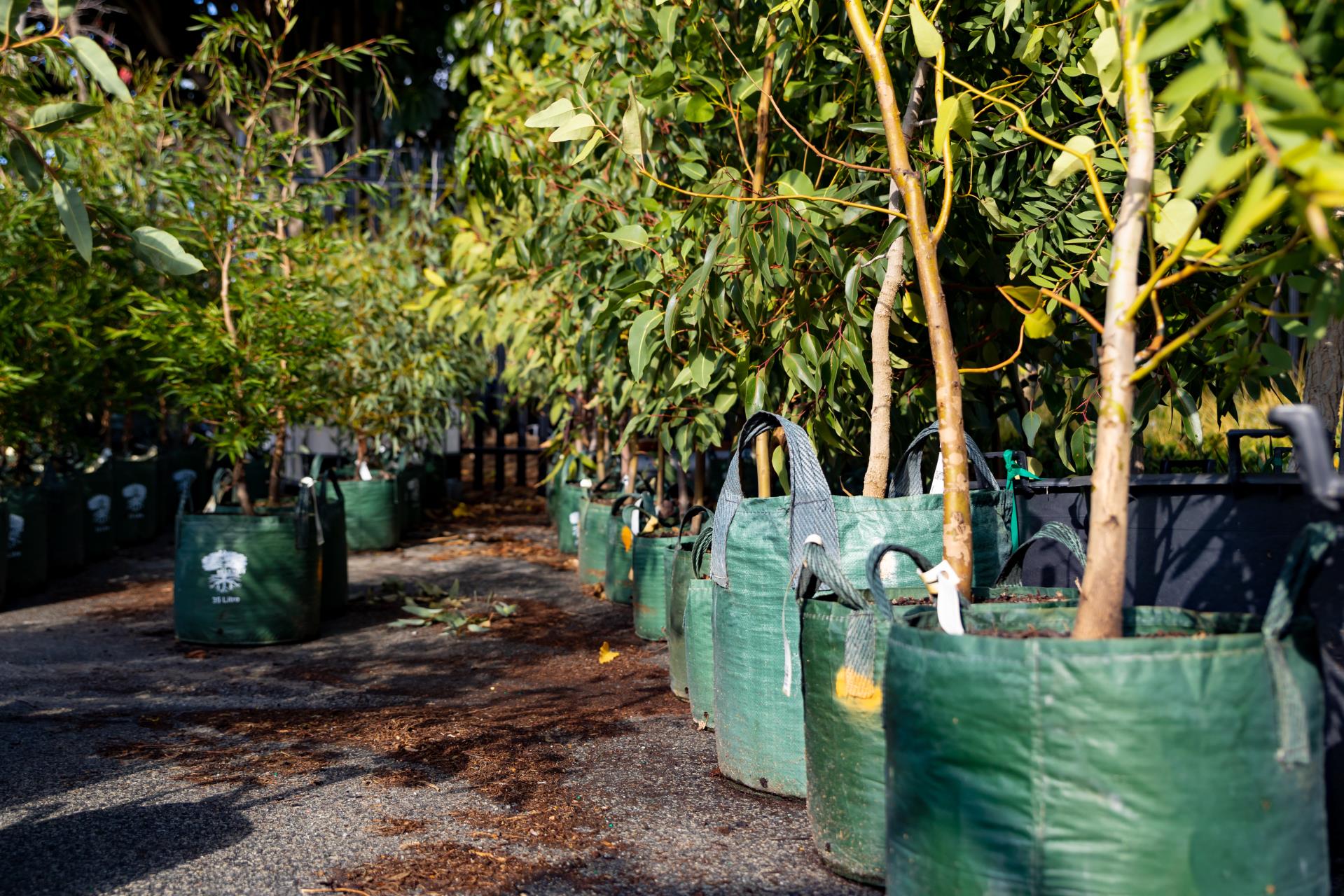 Annual tree planting season underway
