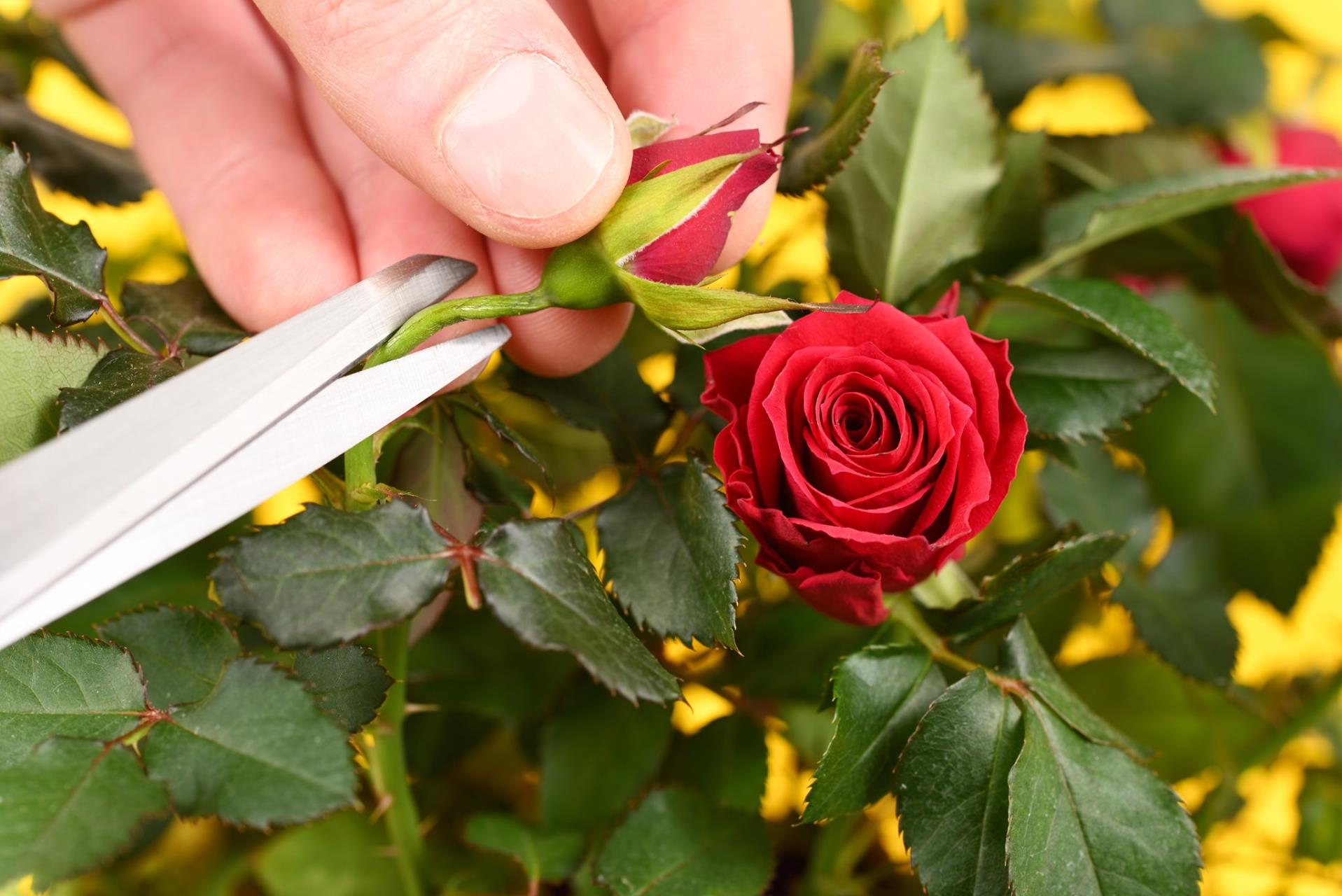 Peace Memorial Rose Garden - Annual rose pruning and demonstration