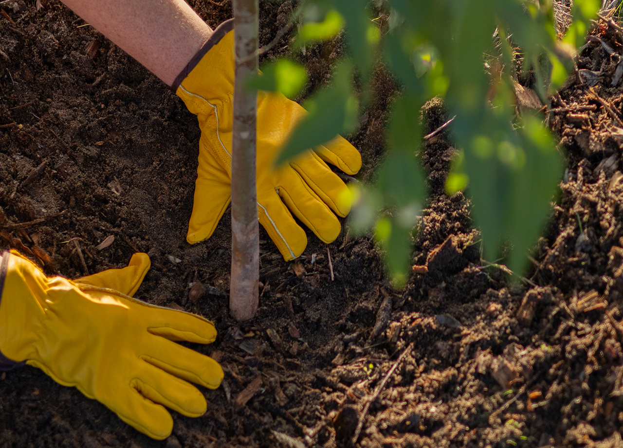 Treebate & WA Tree Recovery Programs