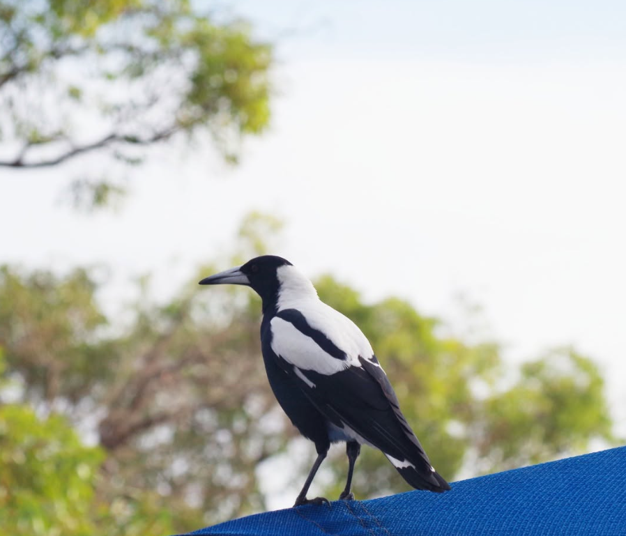 Be aware of swooping magpies