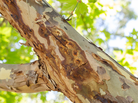 WA Tree Recovery Kiosks