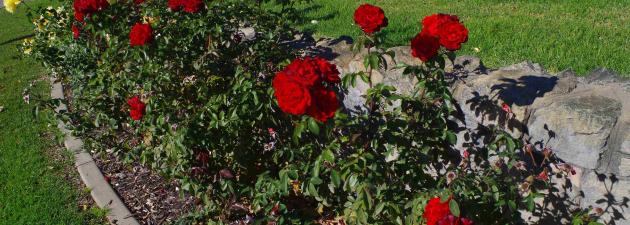 Peace Memorial Rose Garden - Annual rose pruning and demonstration