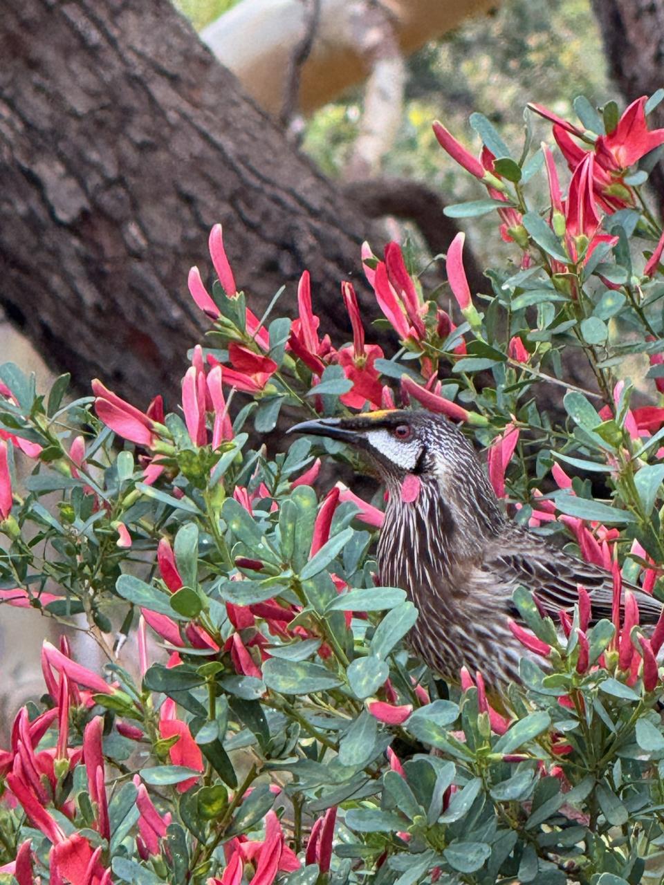 Bridging the Bush to Beach – Celebrating 30 Years of Continuous Bush Care